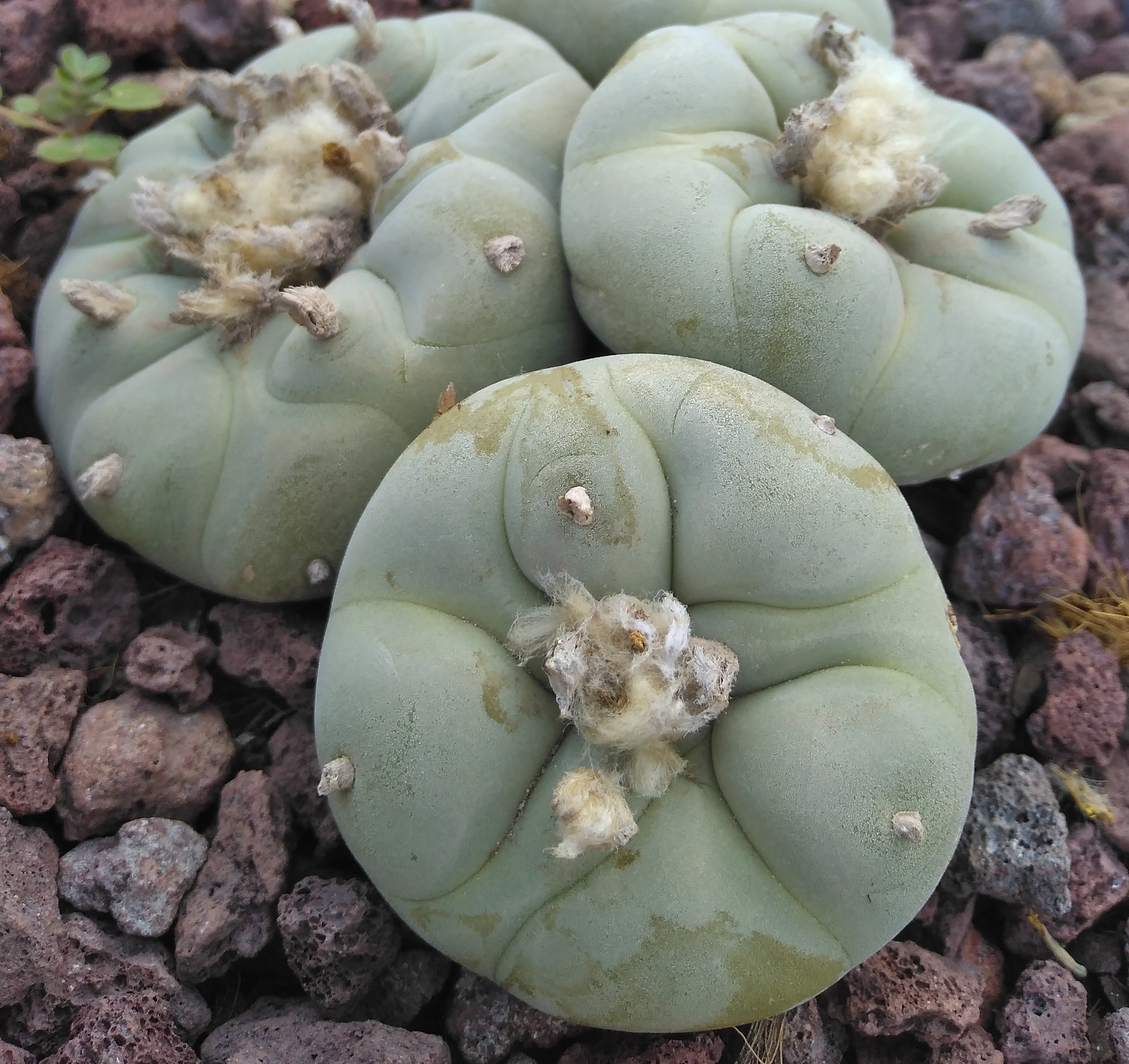 peyote2