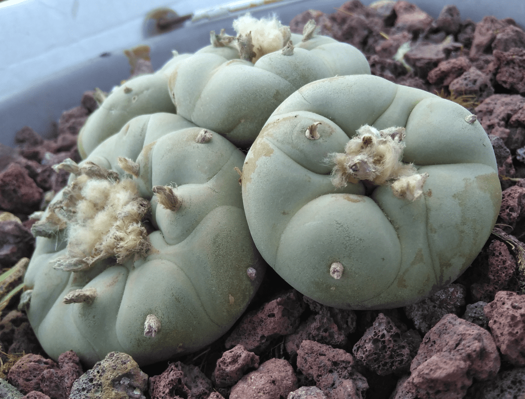 peyote4